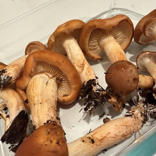 Fresh Wild Mushrooms Ready for Cleaning and Cooking