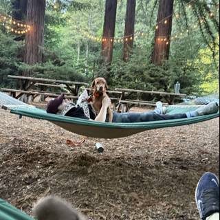 Hammock Bliss in the Redwoods