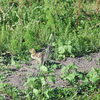 Canada Goose Gosling Foraging in Wetland Garden