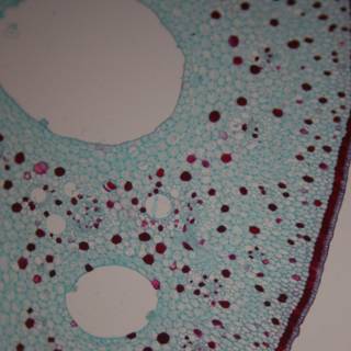 Red Dots in a Plant Cell