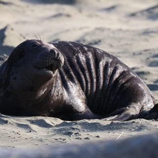 Emaciated Elephant Seal Pup on Drakes Beach