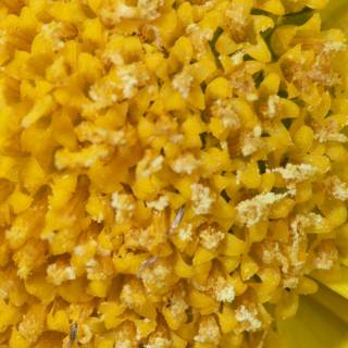 Bountiful Pollen on a Marigold