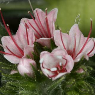 Pink Geranium in Full Bloom