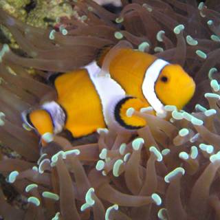 Colorful Clownfish in Coral Wonderland