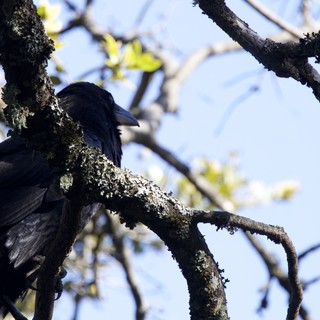 Raven Perched on Lichen-Covered Branch at Mt. Diablo