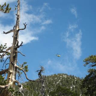 Flying over the Dead Tree