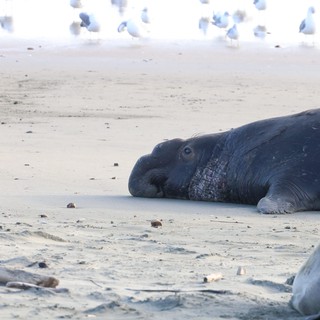 Elephant Seal Resting on Drakes Beach Sand