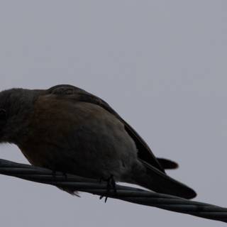 Perched Silhouette