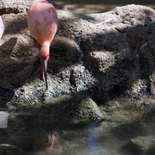 Flamingo by the Pond