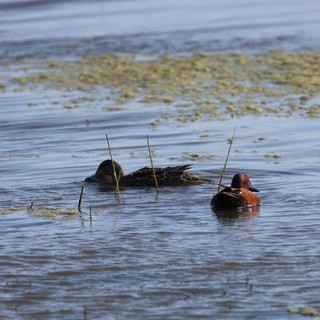 Cinnamon Teal Pair Foraging in Shallow Wetland Waters