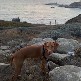 The Majestic Dog on the Rock