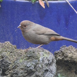 Brown Bird Perched on Textured Rock Wall