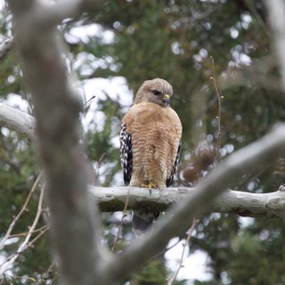 Red-shouldered Hawk Perched in Winter Forest