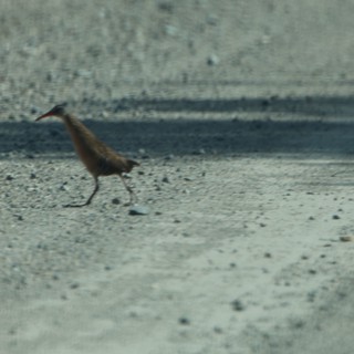 Solitary Shorebird Foraging on Wetland Mudflats at Dusk