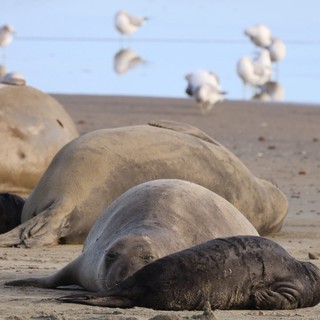 Elephant Seals Resting on Drakes Beach Shore