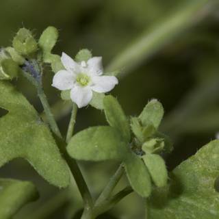 Geranium Flower Amongst Lush Foliage