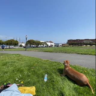 Relaxing with my furry friend Caption: Enjoying the beautiful grassy fields at San Francisco Maritime National Historical Park with my loyal and adorable pup by my side. #nature #outdoors #dog_love #parklife