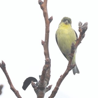 American Goldfinch Perched on Winter Branch in Snow