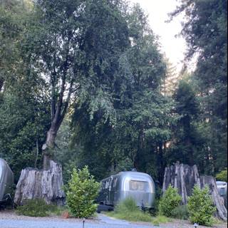 Airstreams amidst the towering trees