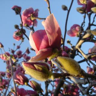 Pink Geranium Bud with Blue Sky
