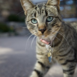 Curious Tabby Cat with Blue Eyes Reaching Forward
