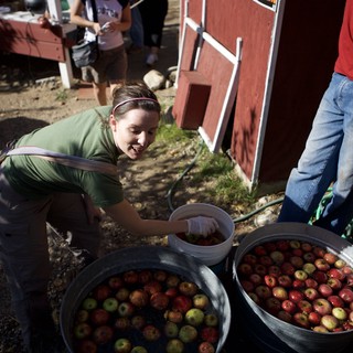 cider-making