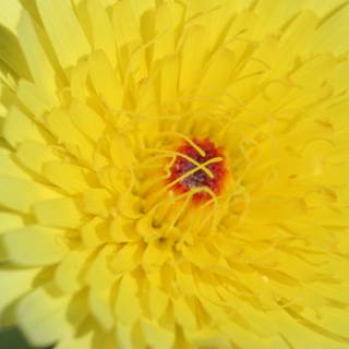 Radiant Yellow Chrysanthemum
