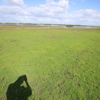Photographer's Shadow Over Wetland Grassland at Golden Hour