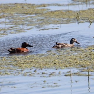 Male and Female Cinnamon Teal Pair in Wetland