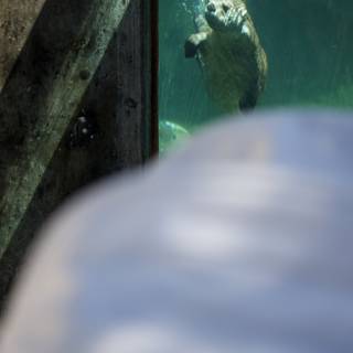 Curious Encounters Underwater