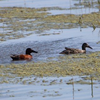 Pair of Ducks Resting in Wetland Shallows