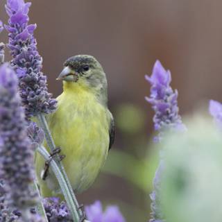 Lavender Sentinel