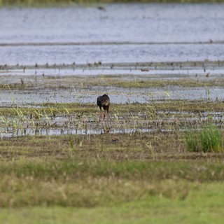 Solitary Shorebird Foraging in Wetland Marsh