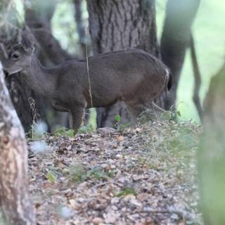 Woodland Encounter