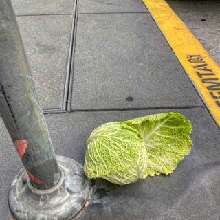 Lonely Cabbage