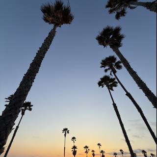 Serene Palms at Sunset