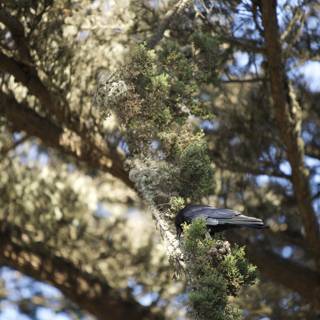 Serene Blackbird at SF Zoo