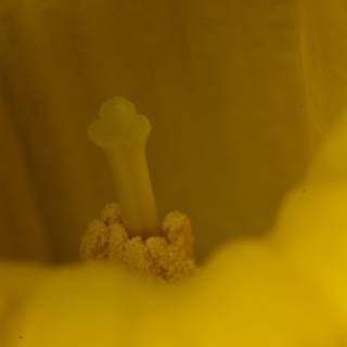 Macro Shot of a Yellow Flower's Pollen