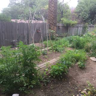Peaceful Backyard Garden