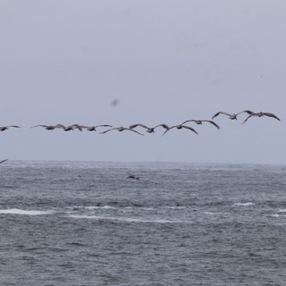 Pelican Squadron Glides Over Gray Pacific Swells