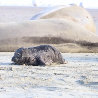 Elephant Seal Pup Resting Beside Mother at Drakes Beach