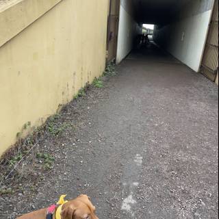 Tunnel Adventure with My Canine Companion