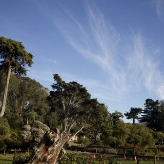 Giant Sentinel: Majestic Tree at SF Zoo