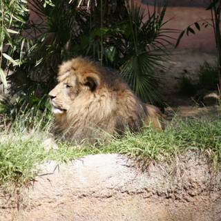 Regal Lion in the Wild