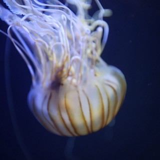 Luminescent Jellyfish Drifting in Deep Blue Waters