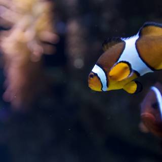 Colorful Clownfish and Anemone Fish in Aquarium
