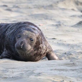 Young Elephant Seal Pup Resting on Sandy Beach