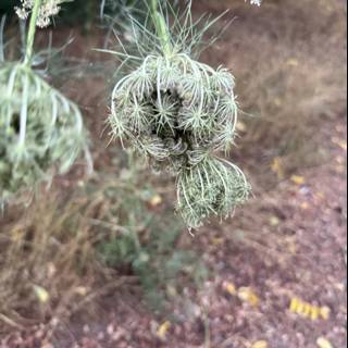 Intricate Nature