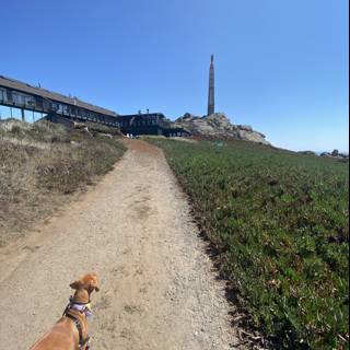 Canine Adventure Near the Lighthouse