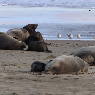 Elephant Seal Colony at Drakes Beach with Gulls